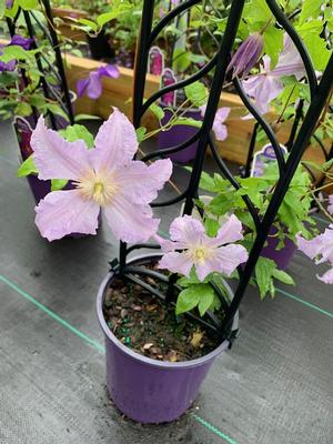 Clematis Blue Angel