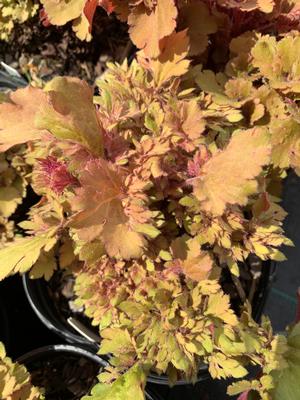 Heuchera Frilly