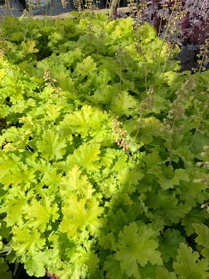 Heuchera Twist of Lime