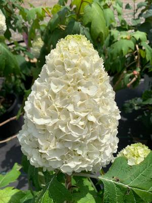 Hydrangea quercifolia Tara