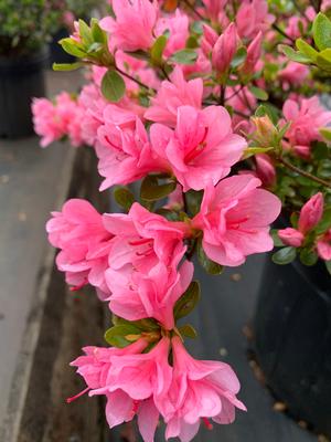 Azalea-Rhododendron Kurume hybrid Coral Bells