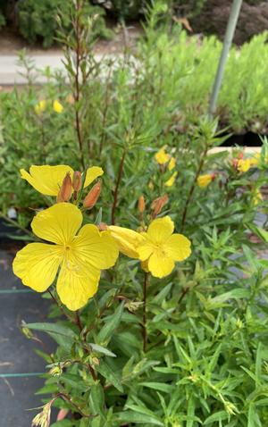 Oenothera fruticosa 