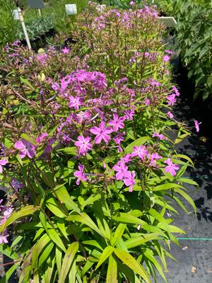 Phlox carolina Kim