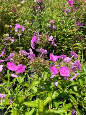 Phlox x Fashionably Early Flamingo