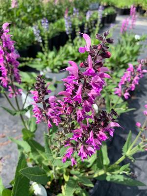 Salvia x Back To The Fuchsia