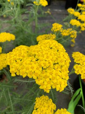 Achillea millefolium Little Moonshine
