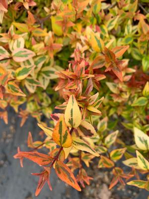 Abelia Carolina Sunset