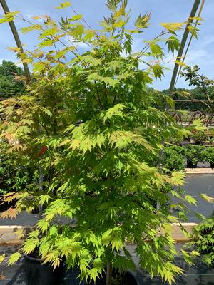 Acer x pseudosieboldianum Arctic Jade