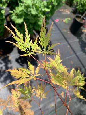 Acer palmatum Shigure Bato