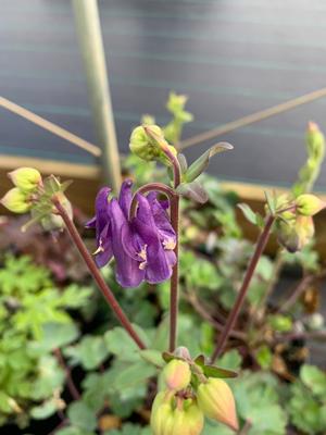 Aquilegia caerulea Biedermeir