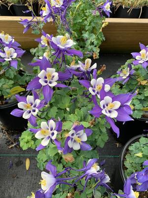 Aquilegia caerulea Deep Blue and White