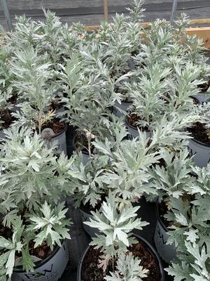 Astilbe x ludoviciana Silver Lining