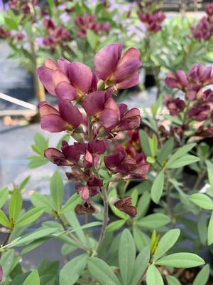 Baptisia x Burgundy Blast