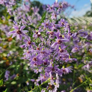 Adter cordifolius Little Carlow