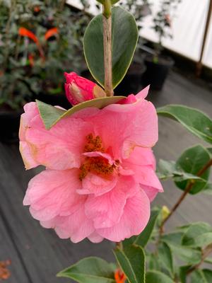 Camellia japonica Ballet in Pink