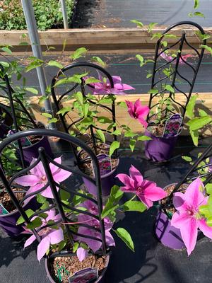 Clematis x Rosalie