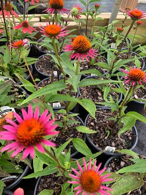 Echinacea purpurea Pica Bella
