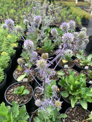 Eryngium planum Blue Glitter