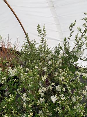 Exochorda x macrantha Lotus Moon