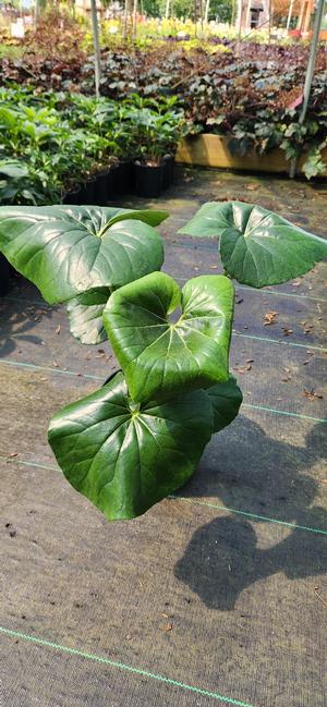 Farfugium japonicum Giganteum