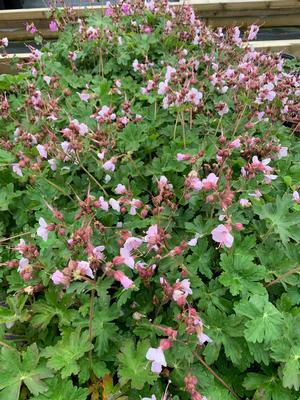 Geranium macrorrhizum Ingwersen's Variety