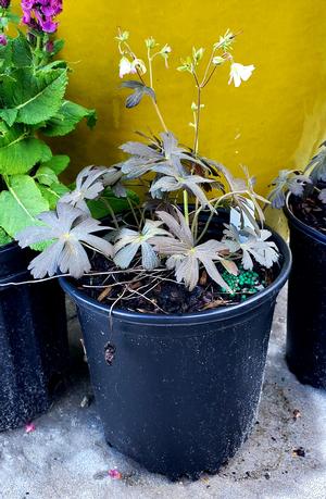 Geranium maculatum Espresso