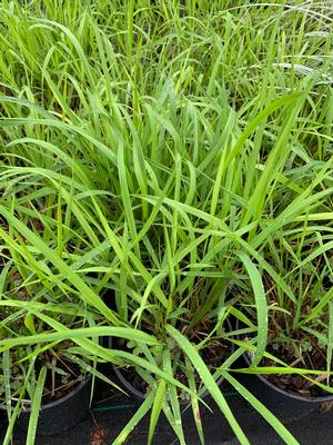 Chasmanthium laxum 