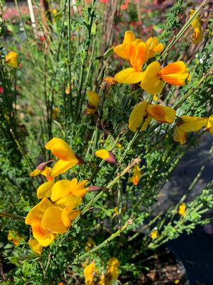 Cytisus scoparius Madame Butterfly