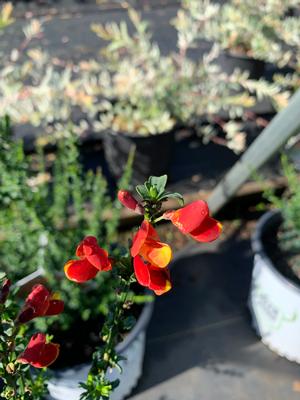 Cytisus scoparius Sister Redhead® (pp30214) 