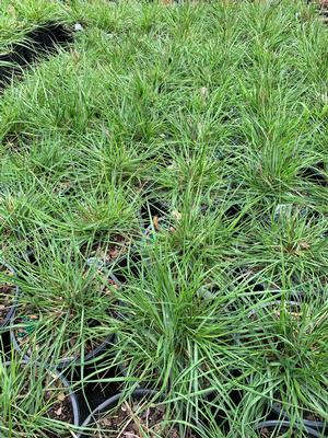 Pennisetum alopecuroides Little Piglet