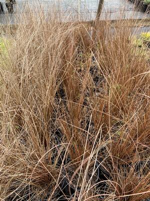 Carex buchananii Red Rooster