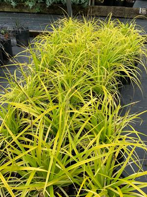 Carex oshimensis Everillo