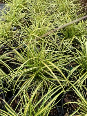 Carex oshimensis Eversheen