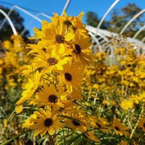 Helianthus salicifolius Autumn Gold