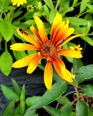 Heliopsis helianthoides Burning Hearts