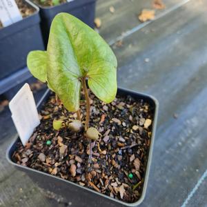 Hexastylis arifolia 