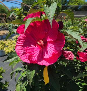 Hibiscus x Summer in Paradise