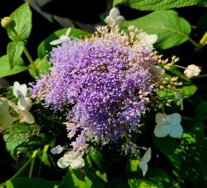 Hydrangea involucrata Blue Bunny™ (pp21991)