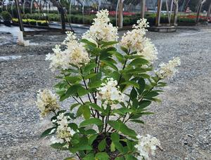Hydrangea paniculata Baby Lace® (pp23387)