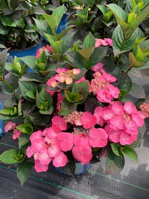 Hydrangea serrata Pink Dynamo™ (pp33412)