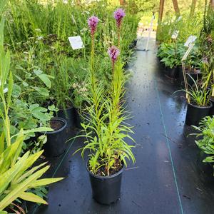 Liatris spicata 
