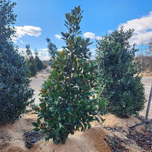 Magnolia grandiflora Claudia Wannamaker