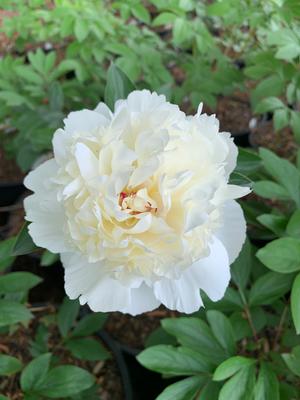 Paeonia lactiflora Charlie's White