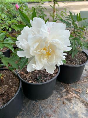 Paeonia lactiflora Gardenia