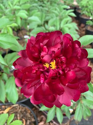Paeonia lactiflora Highlight