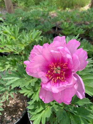 Paeonia itoh First Arrival