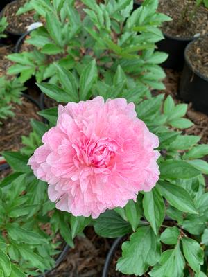 Paeonia lactiflora The Fawn