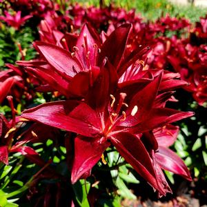 Lilium Tiny Comfort
