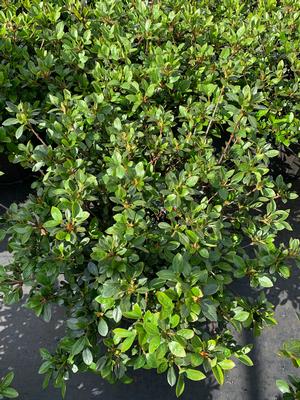 Azalea-Rhododendron Satsuki hybrid Higasa