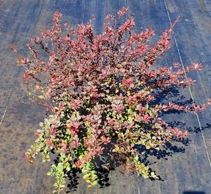 Berberis thunbergii Royal Burgundy®